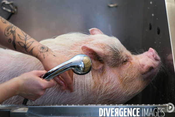 Gustave le cochon domestique