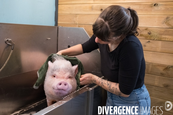 Gustave le cochon domestique