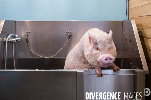 Gustave le cochon domestique