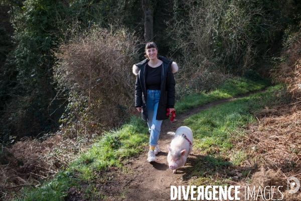 Gustave le cochon domestique