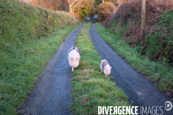 Gustave le cochon domestique