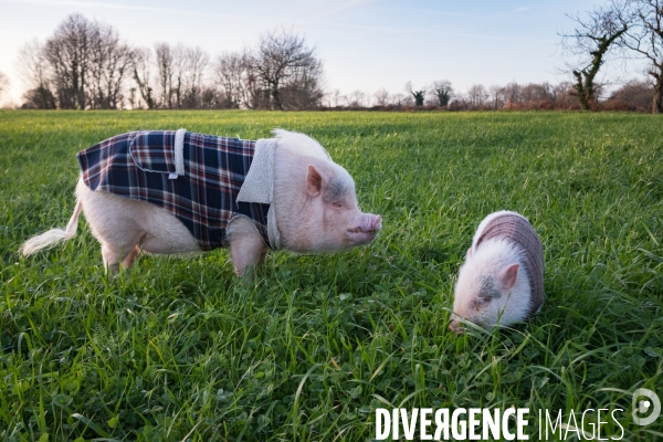 Gustave le cochon domestique