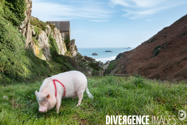Gustave le cochon domestique