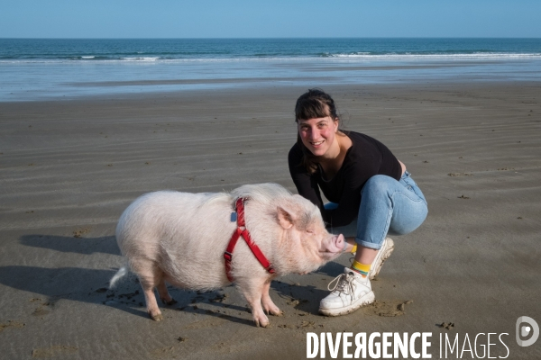 Gustave le cochon domestique