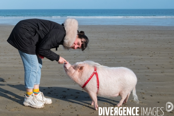Gustave le cochon domestique