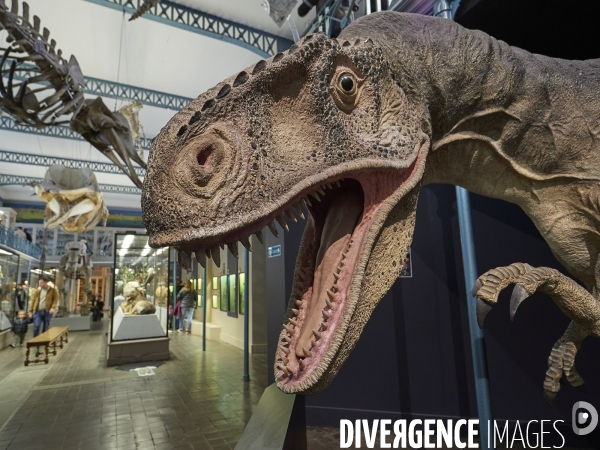 LILLE - Musée d Histoire Naturelle