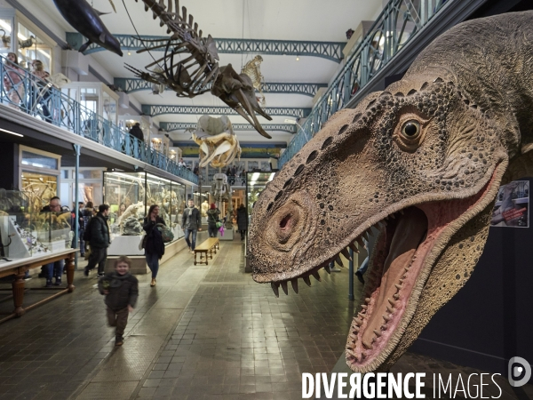 LILLE - Musée d Histoire Naturelle