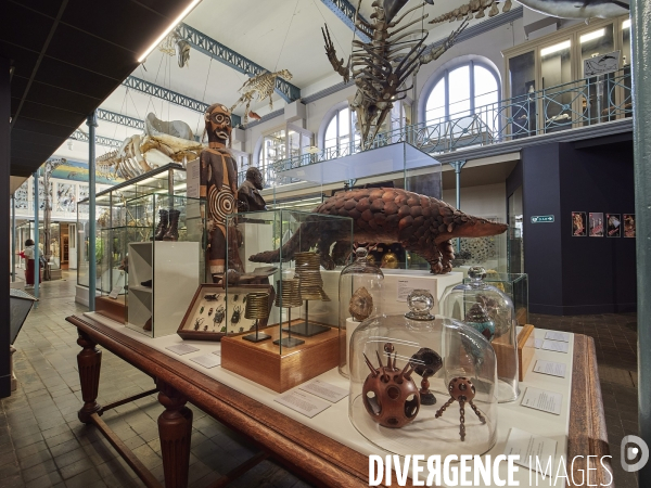 LILLE - Musée d Histoire Naturelle