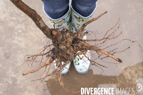 J adopte un arbre