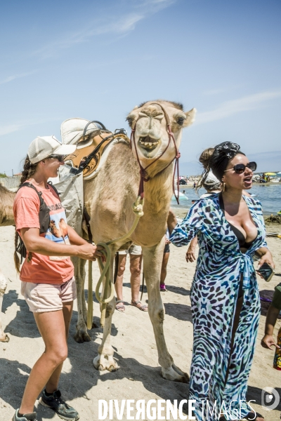 Des dromadaires à la plage