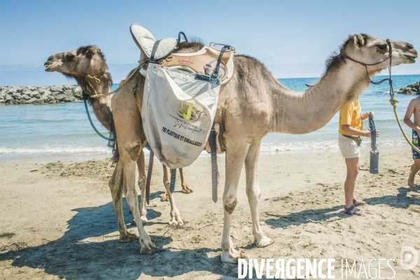 Des dromadaires à la plage