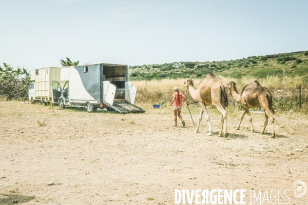 Des dromadaires à la plage