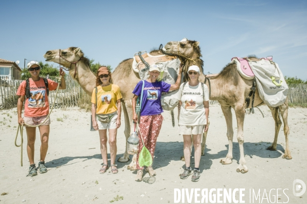 Des dromadaires à la plage