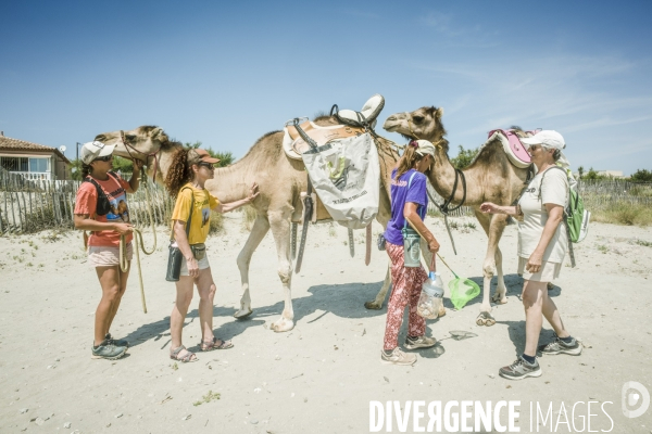 Des dromadaires à la plage
