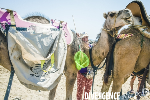 Des dromadaires à la plage