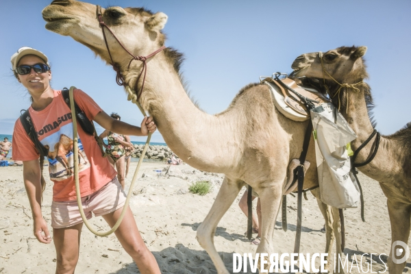 Des dromadaires à la plage