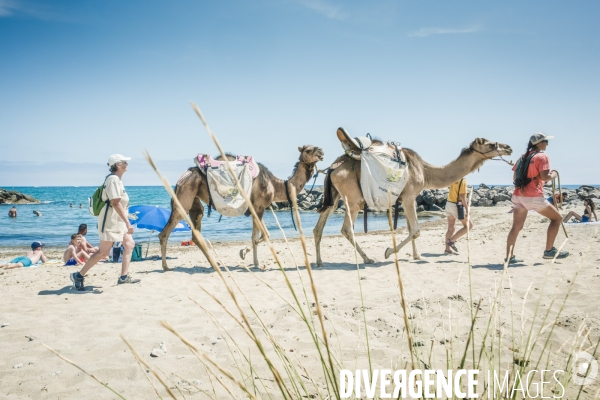 Des dromadaires à la plage