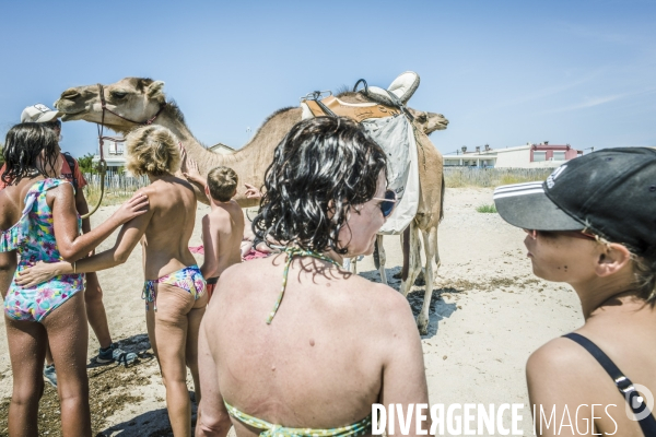 Des dromadaires à la plage