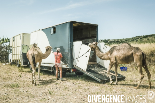Des dromadaires à la plage