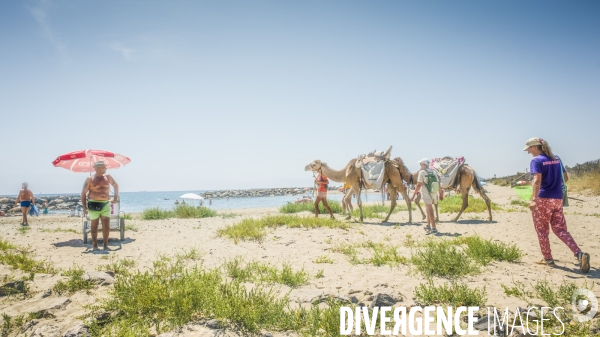 Des dromadaires à la plage