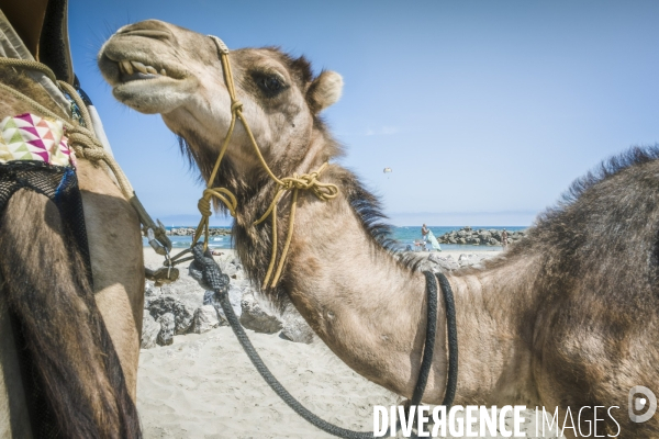 Des dromadaires à la plage