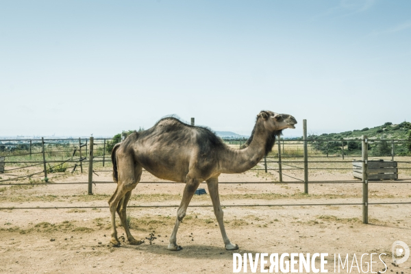 Des dromadaires à la plage