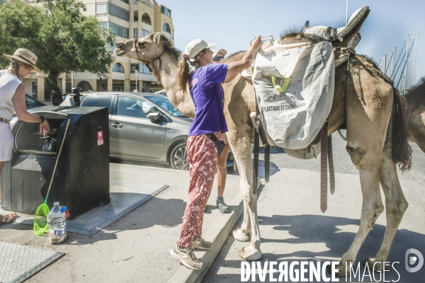 Des dromadaires à la plage