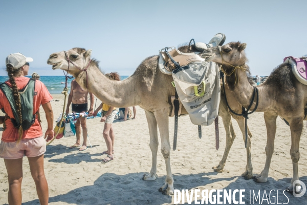Des dromadaires à la plage
