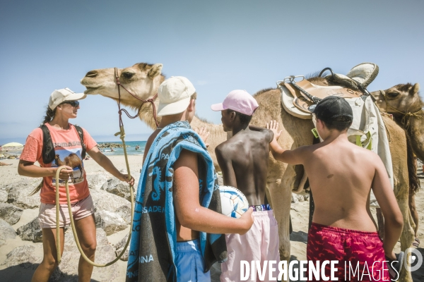 Des dromadaires à la plage
