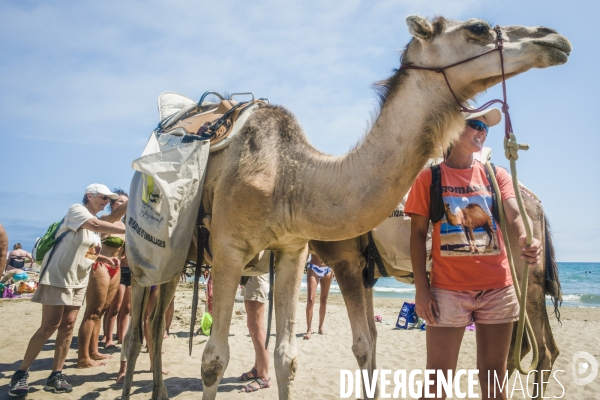 Des dromadaires à la plage