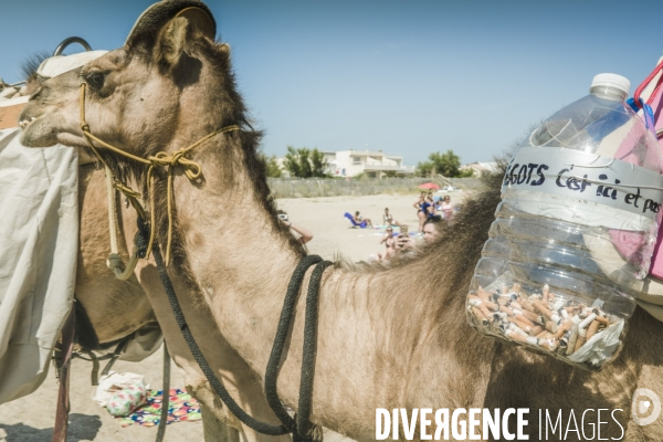 Des dromadaires à la plage
