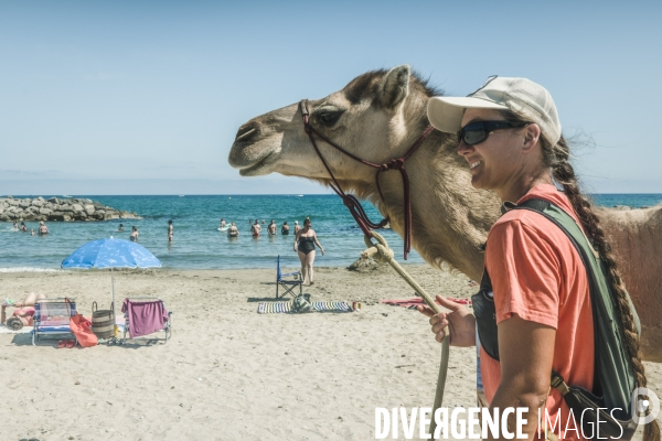 Des dromadaires à la plage