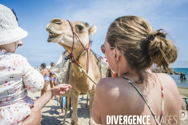 Des dromadaires à la plage