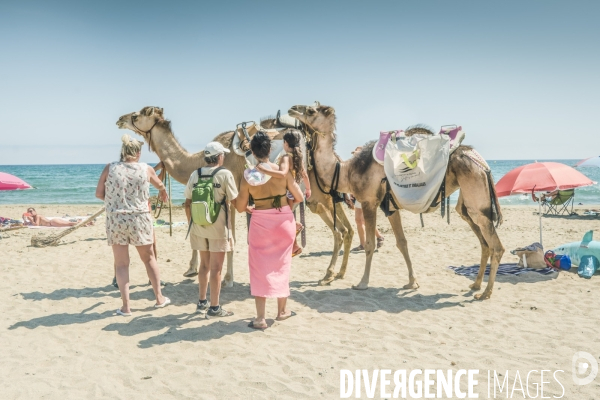 Des dromadaires à la plage