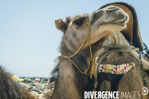 Des dromadaires à la plage