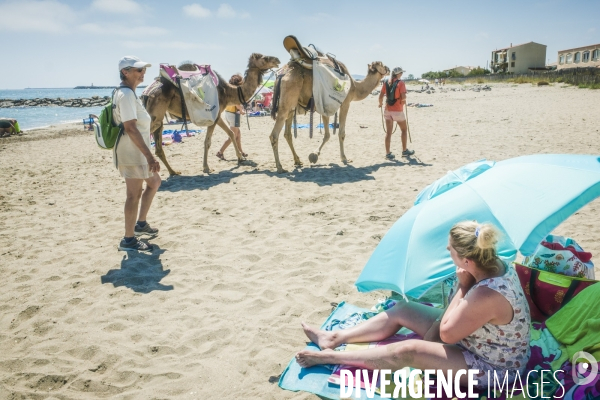 Des dromadaires à la plage
