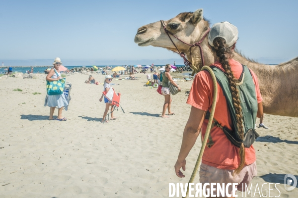 Des dromadaires à la plage