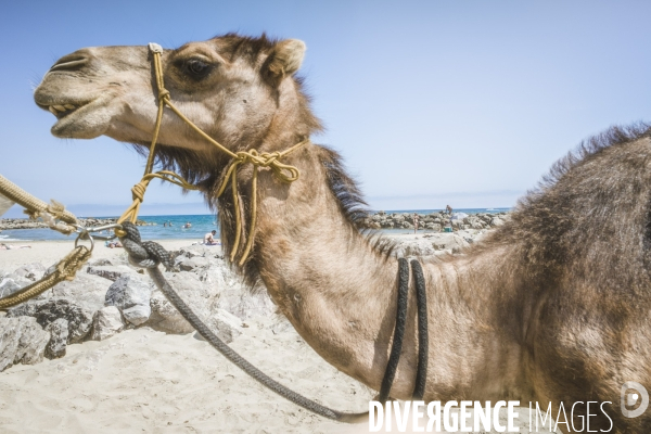 Des dromadaires à la plage