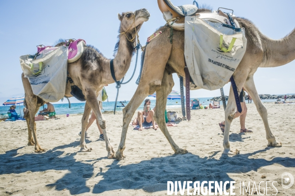 Des dromadaires à la plage