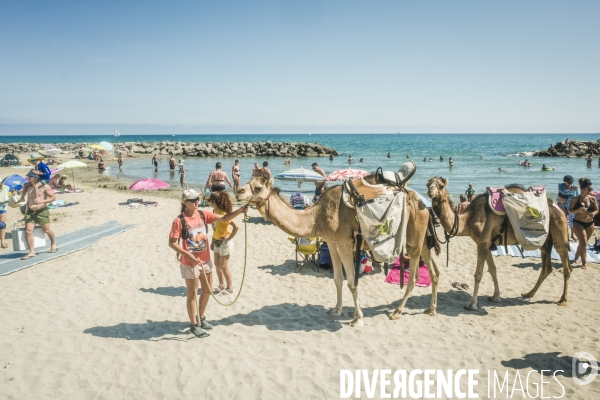 Des dromadaires à la plage