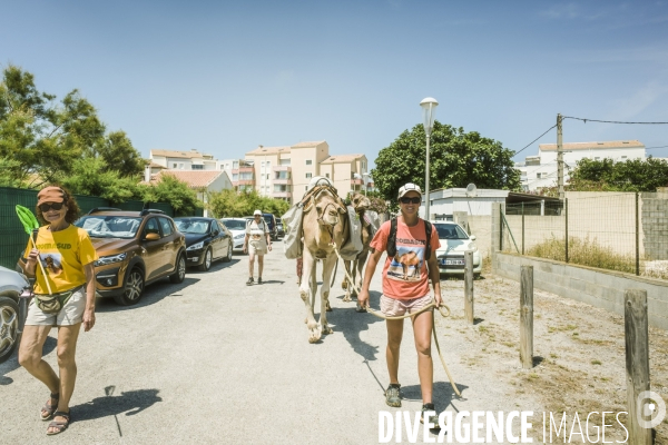 Des dromadaires à la plage