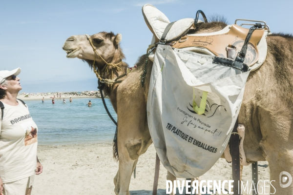Des dromadaires à la plage