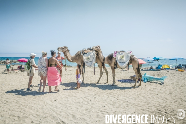 Des dromadaires à la plage