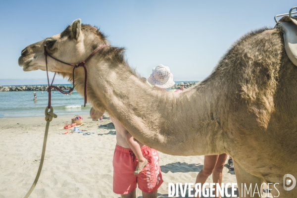Des dromadaires à la plage