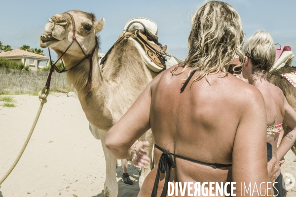 Des dromadaires à la plage