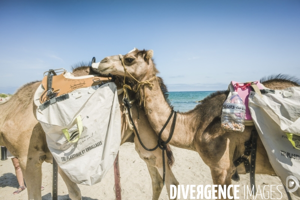 Des dromadaires à la plage