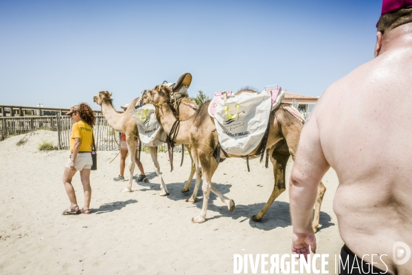 Des dromadaires à la plage