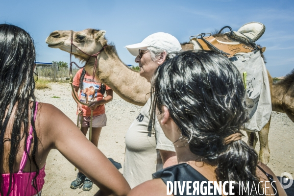 Des dromadaires à la plage