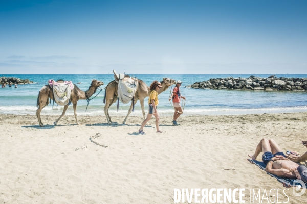 Des dromadaires à la plage