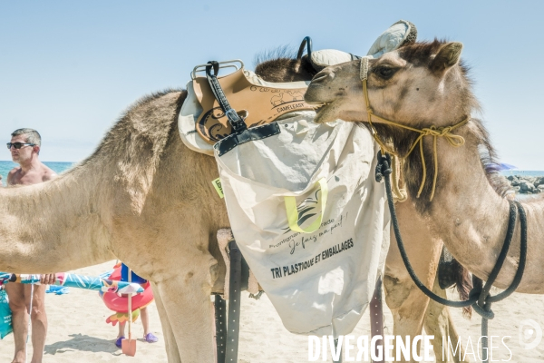 Des dromadaires à la plage